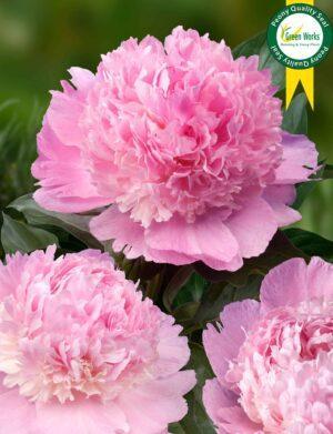 Paeonia