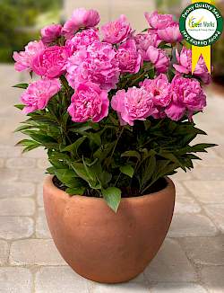 Patio Peony™