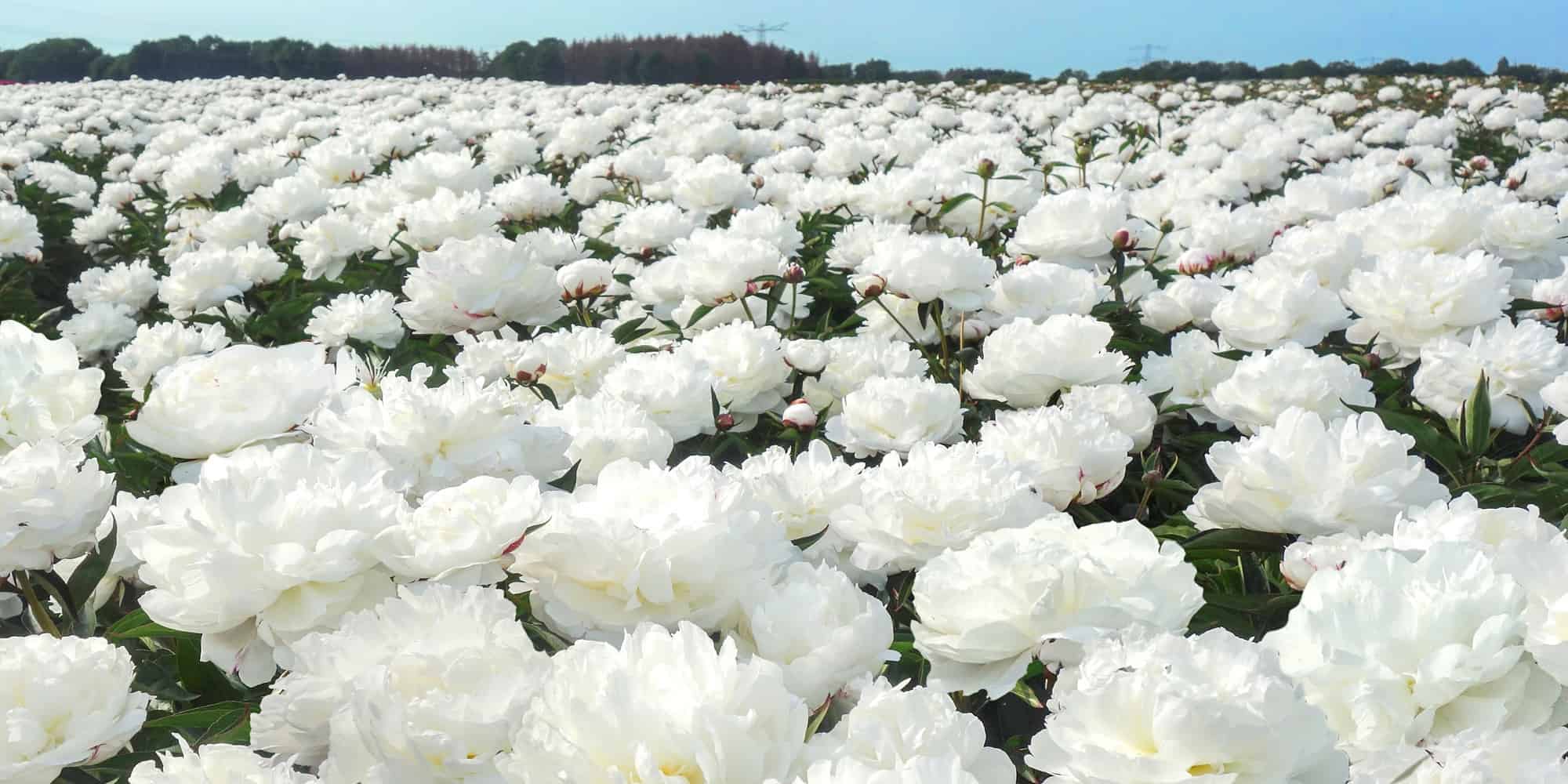 Peony Care newsletter – March 2023