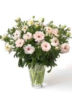 Ranunculus Butterfly™ (Cut flower)