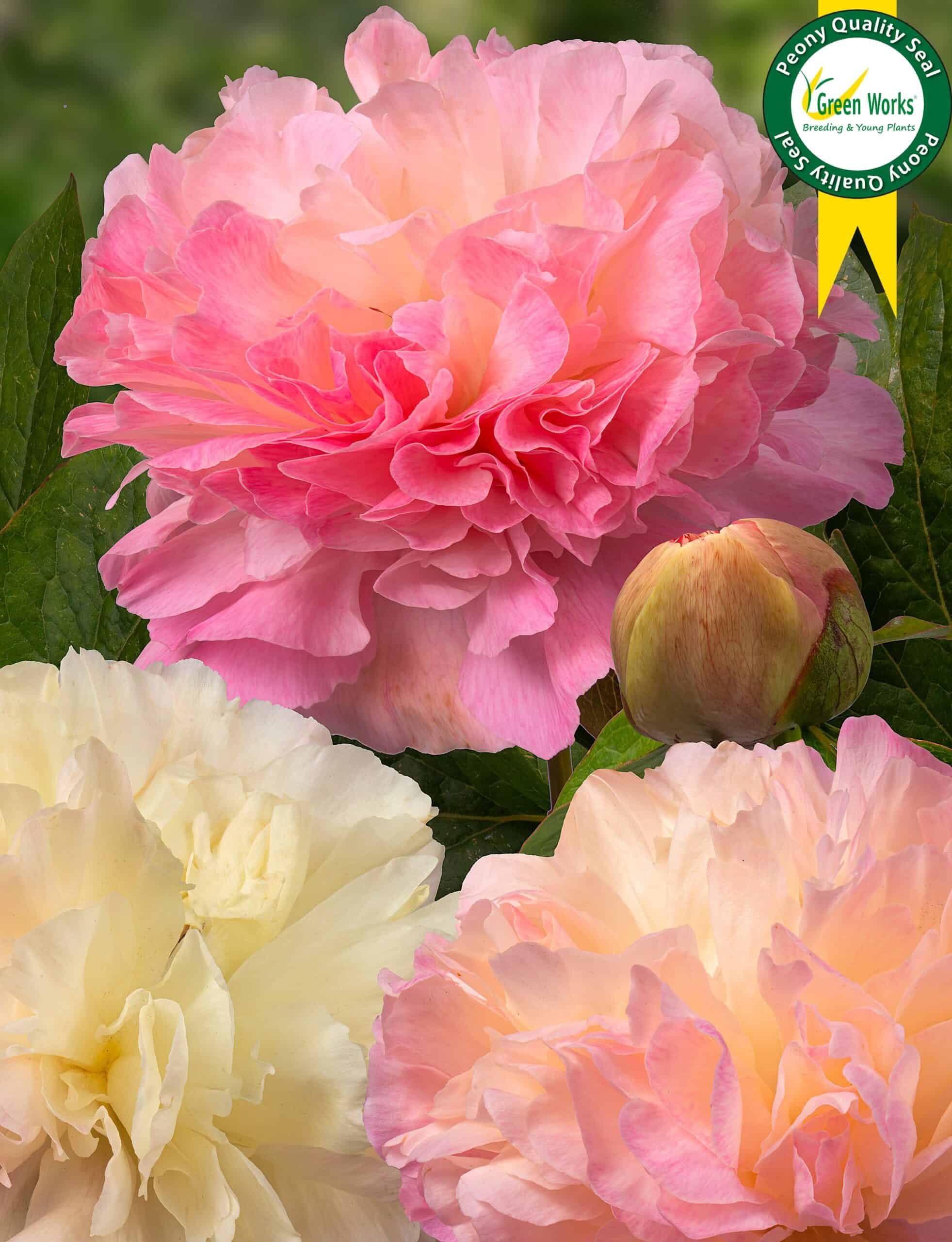 Paeonia Lois' Choice - Peonies - My Peony Society