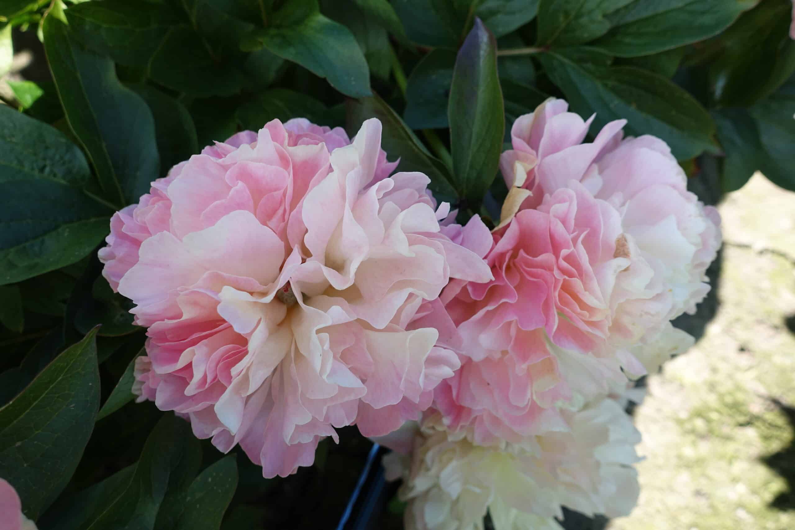 Paeonia Lois' Choice - Peonies - My Peony Society