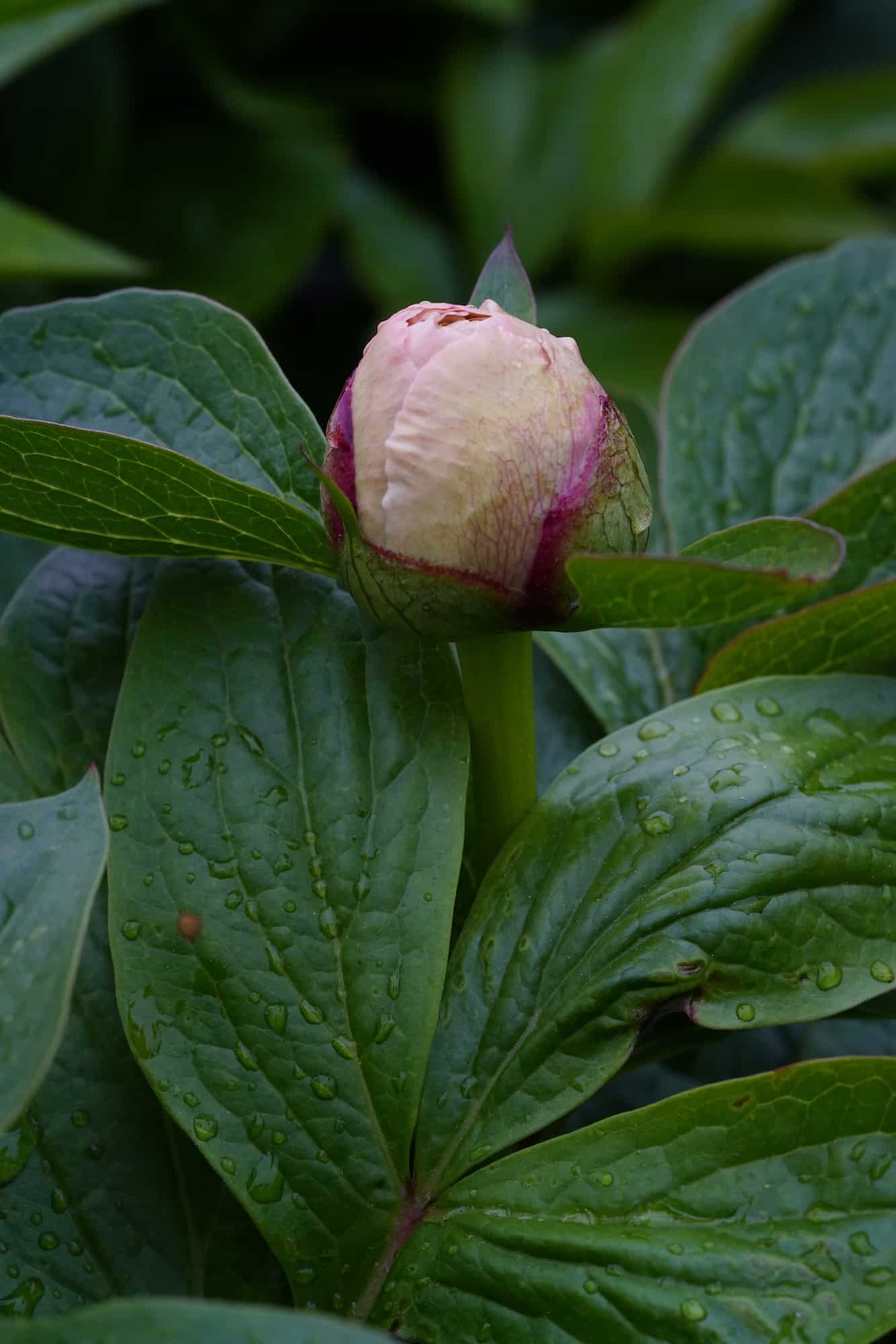 Paeonia Lois' Choice - Peonies - My Peony Society