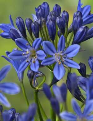 Agapanthus Summer Love™