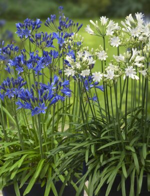 Agapanthus Summer Love™