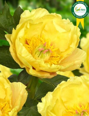 Paeonia itoh