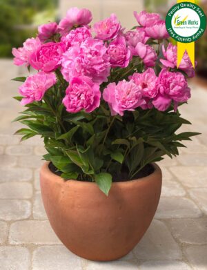 Patio Peony™