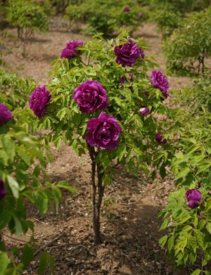 Tree Peonies