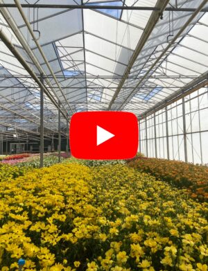 Ranunculus Videos