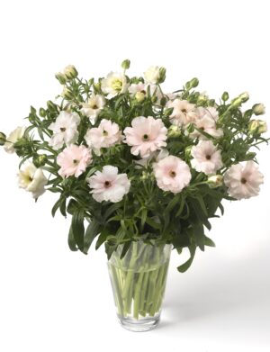 Ranunculus Butterfly™ (Cut Flower)