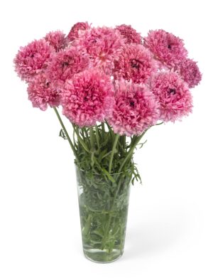 Ranunculus Novelties (Cut flower)