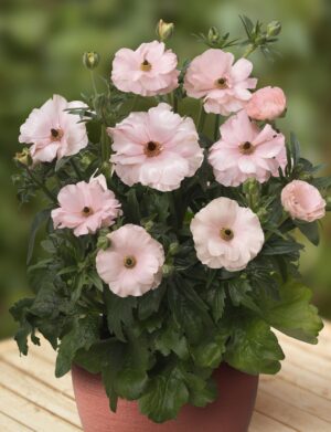 Ranunculus Butterfly™