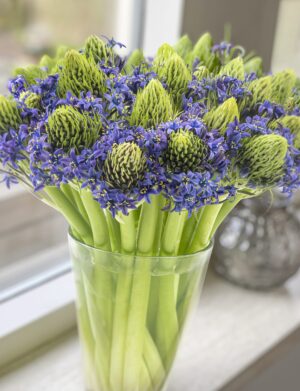 Scilla peruviana