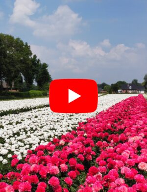 Peony Videos