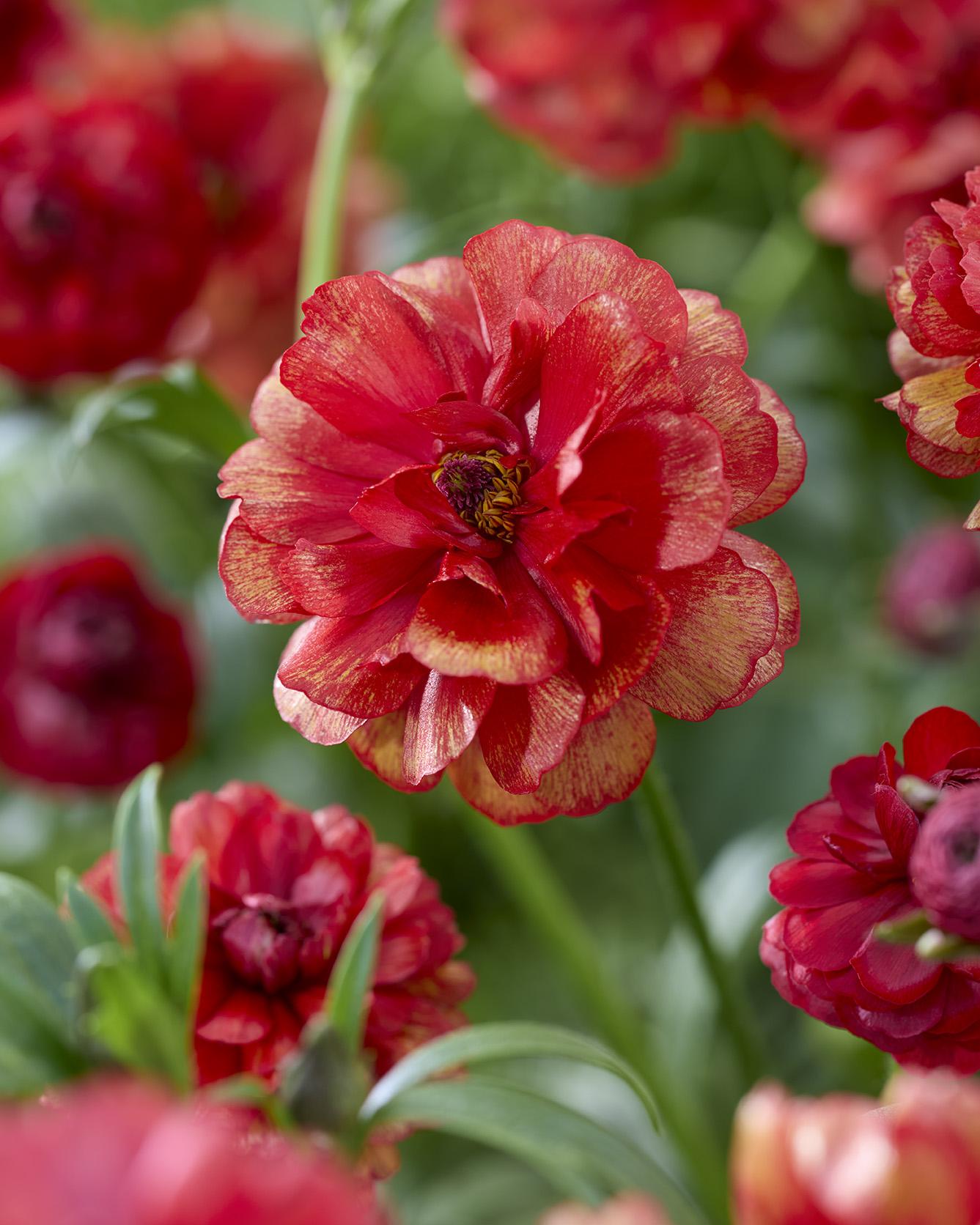 Ranunculus Hades_flowertrials