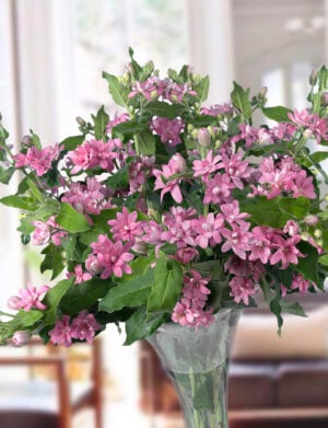 Oxypetalum Bridal™