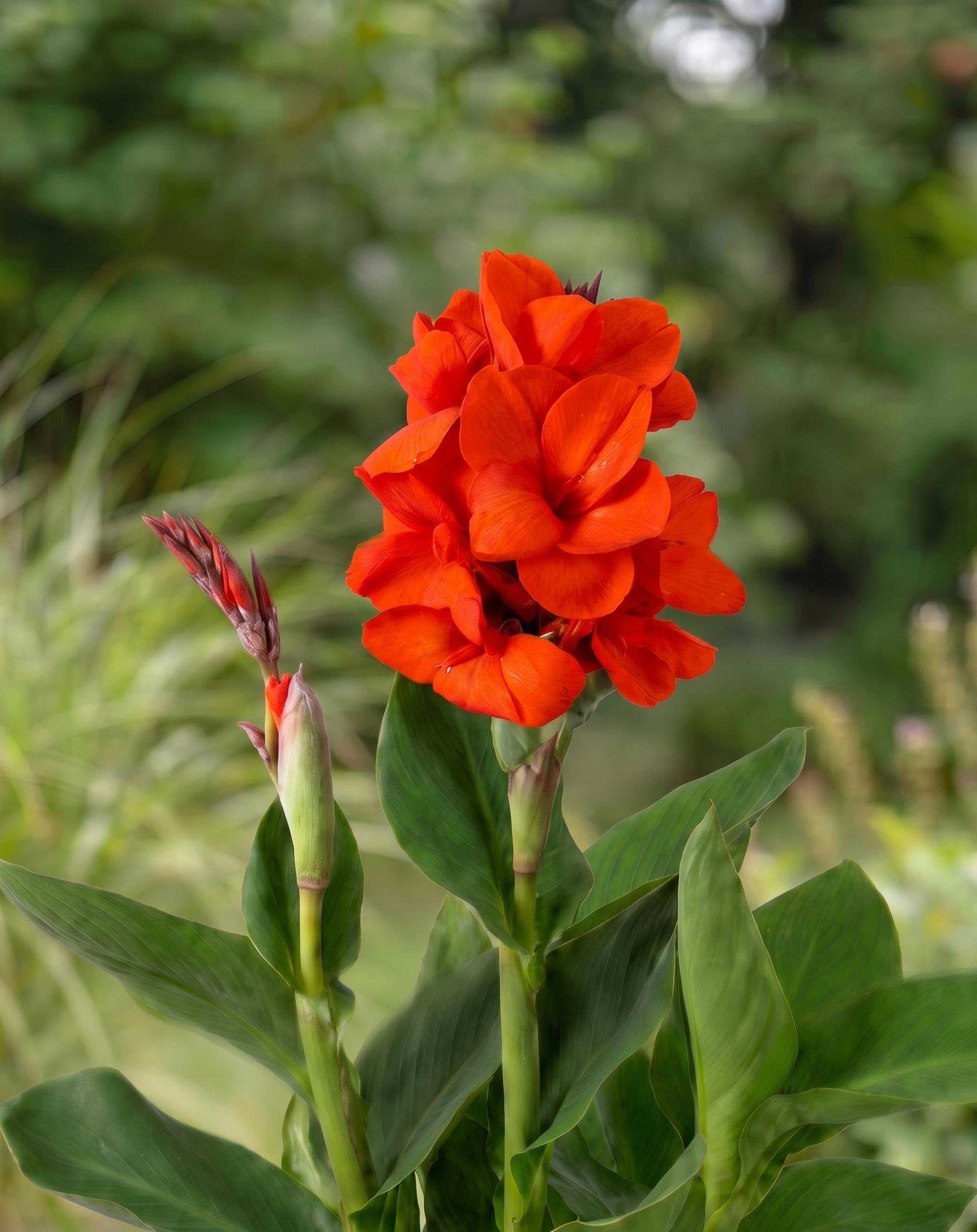 canna emma cu