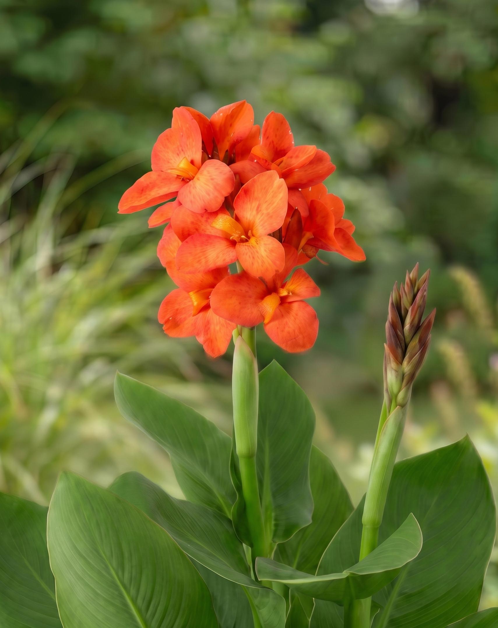 canna evita cu