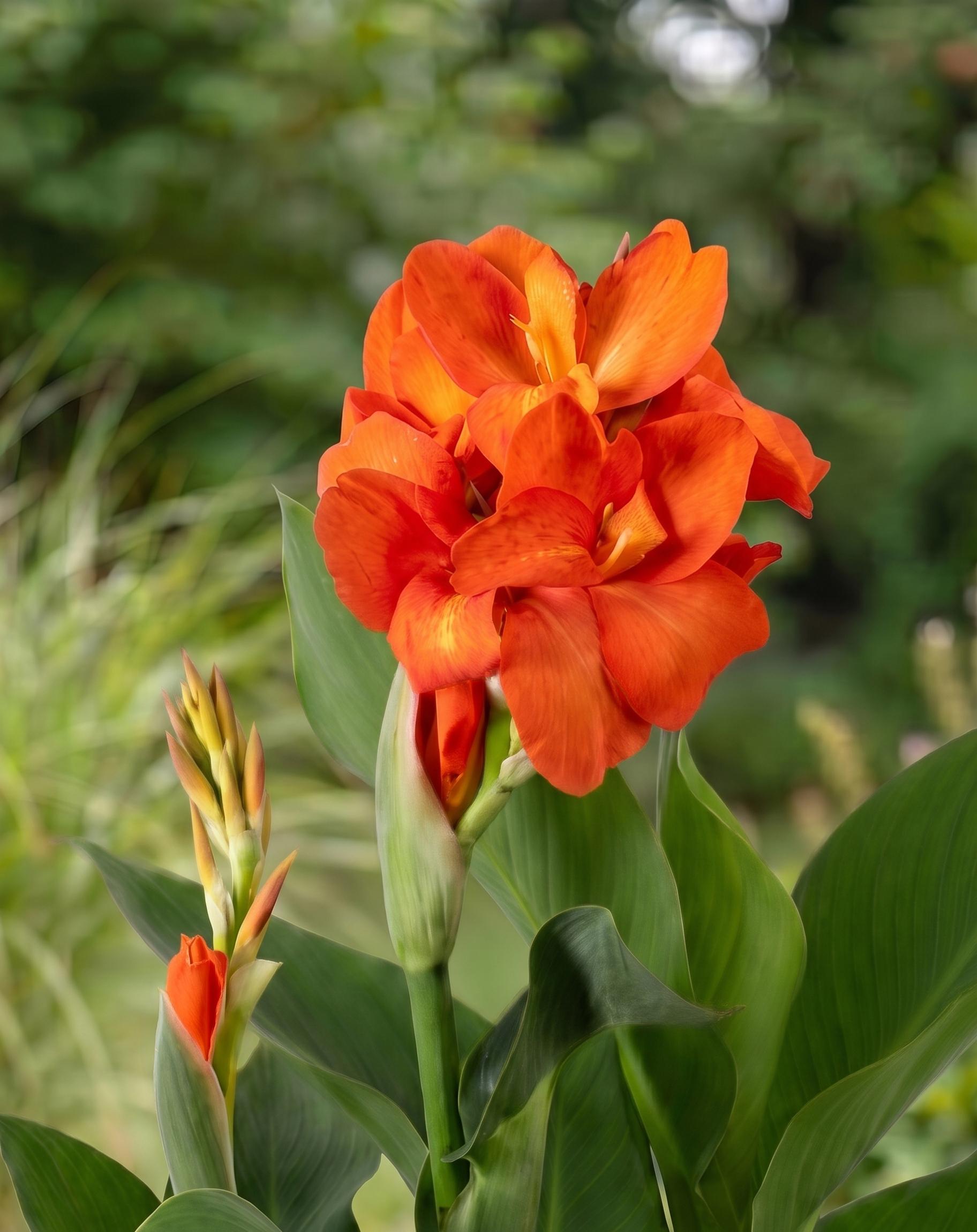 canna olivia cu