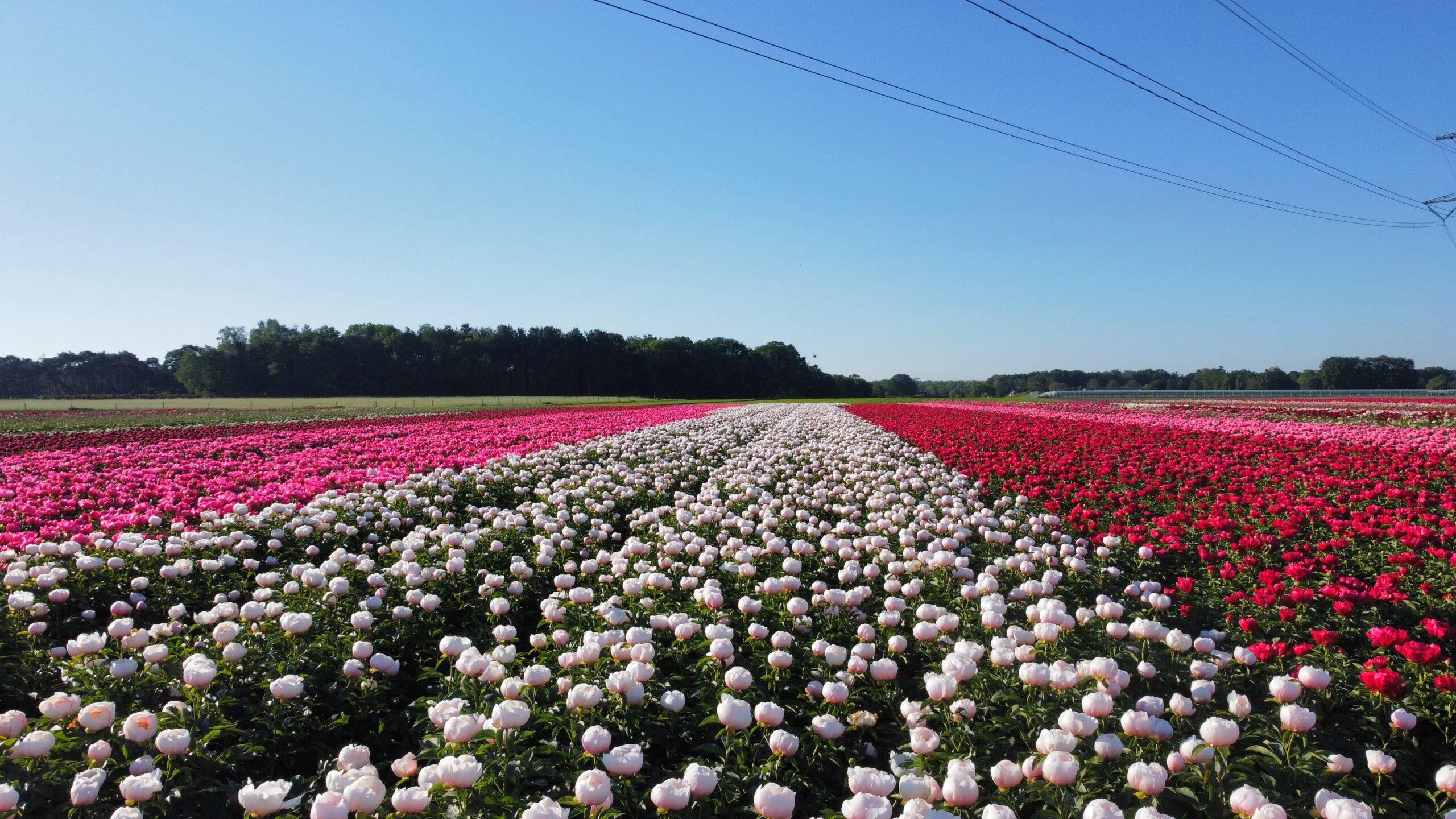 Peony newsletter January – February
