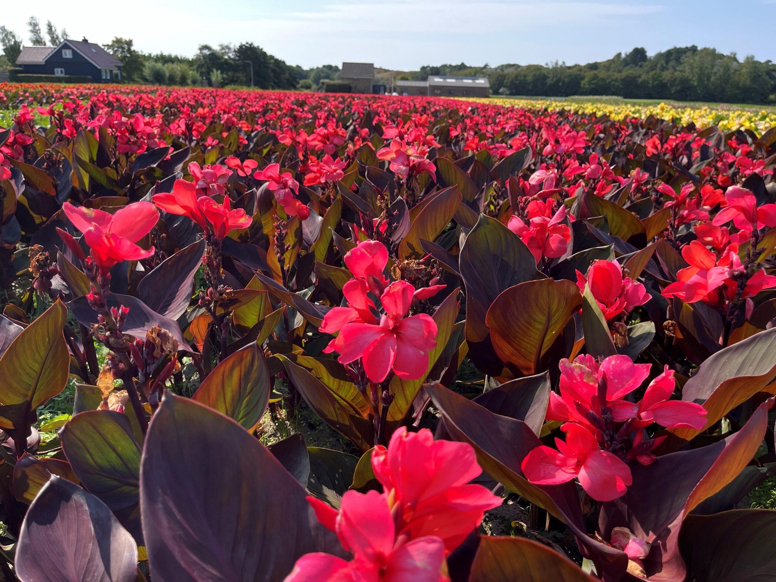 CannaSol™ CannaSol™ by Green Works in full bloom