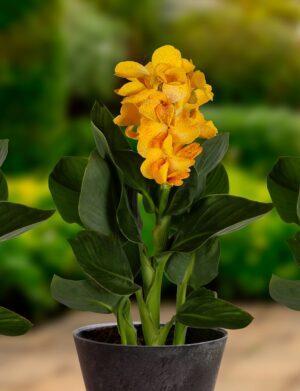 Canna Summer Spritz™