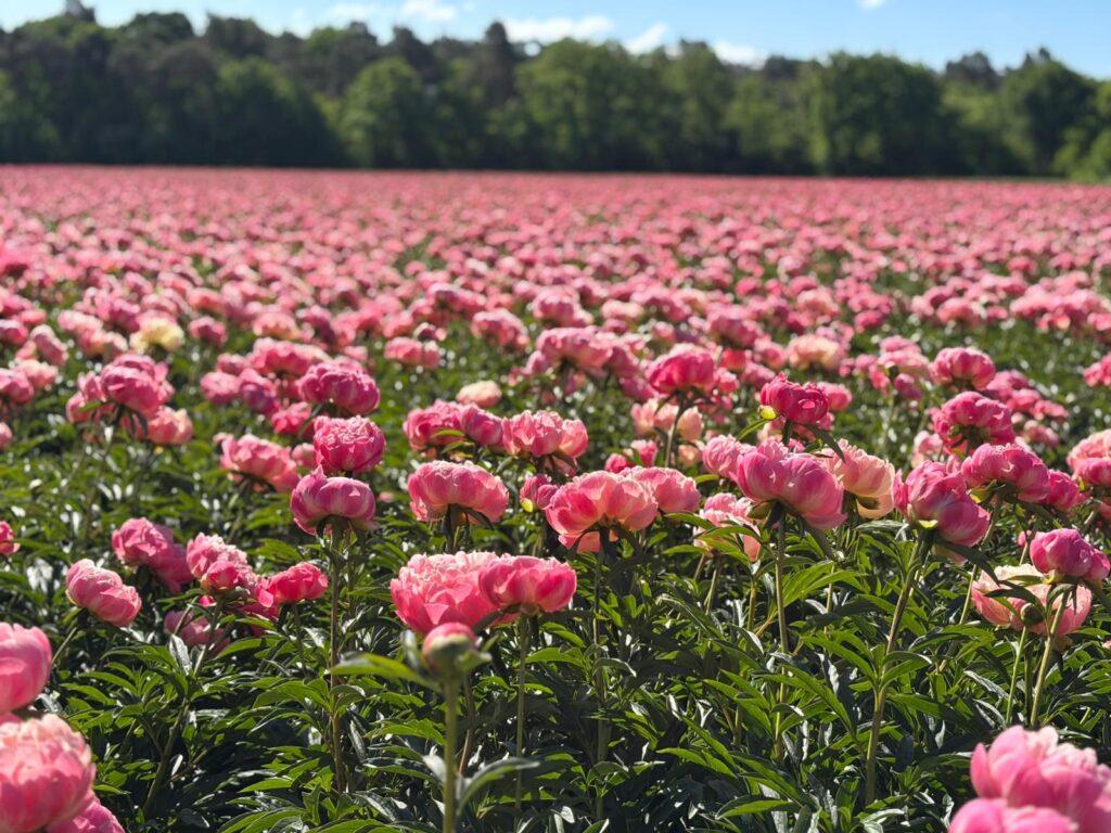 green_Works_field_peonies_flower_trials