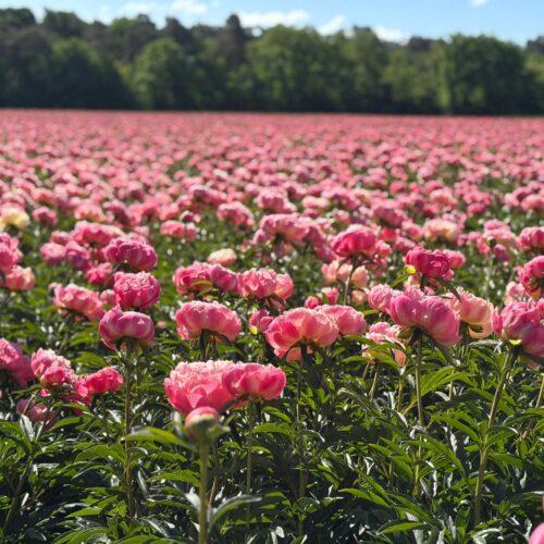 green_Works_field_peonies_flower_trials