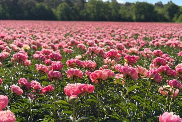 green_Works_field_peonies_flower_trials