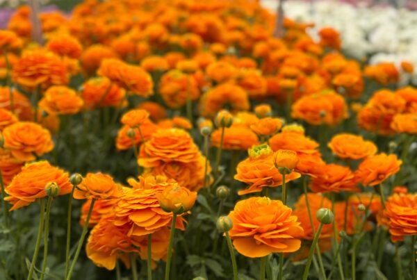 Oranje Ranunculus