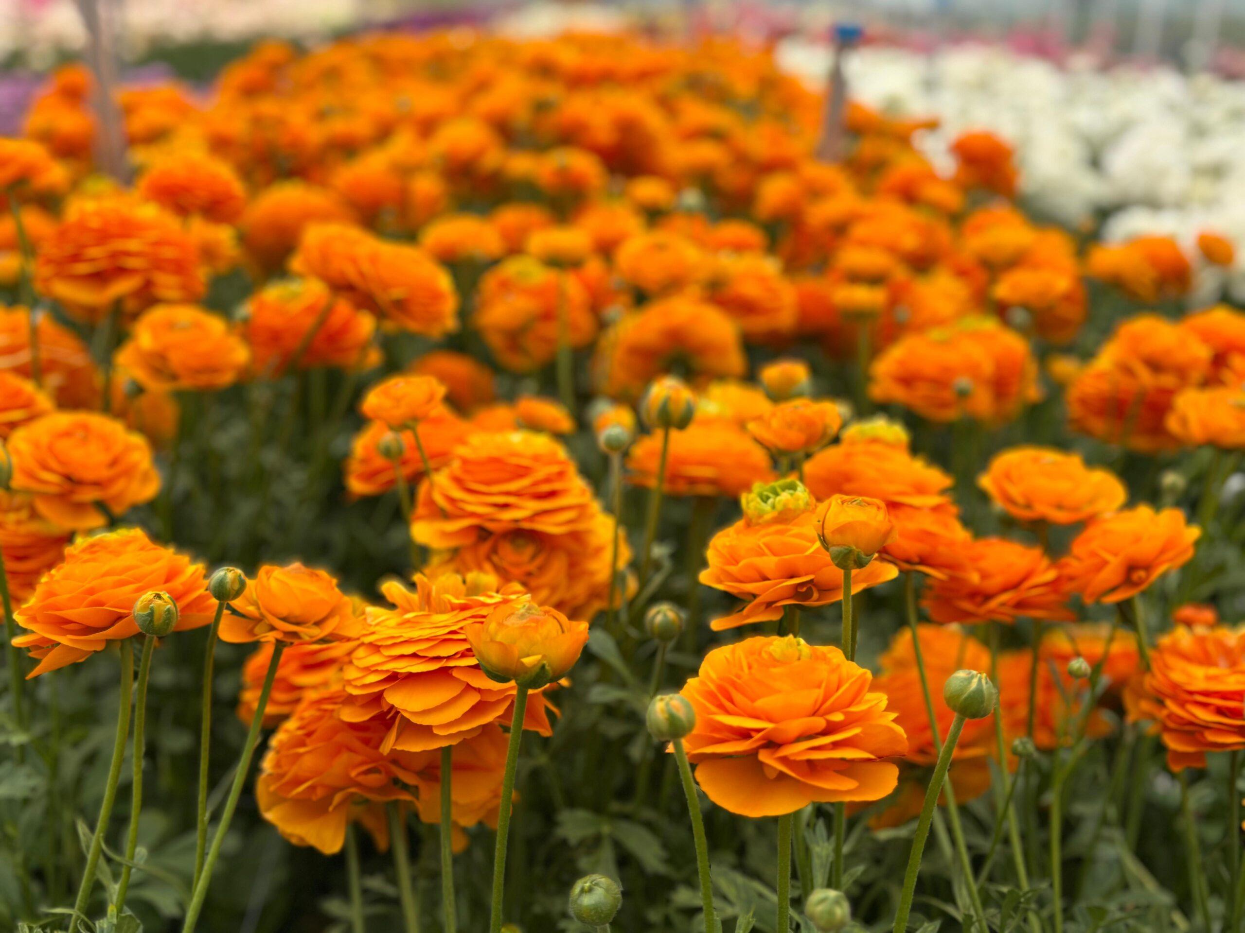 Oranje Ranunculus