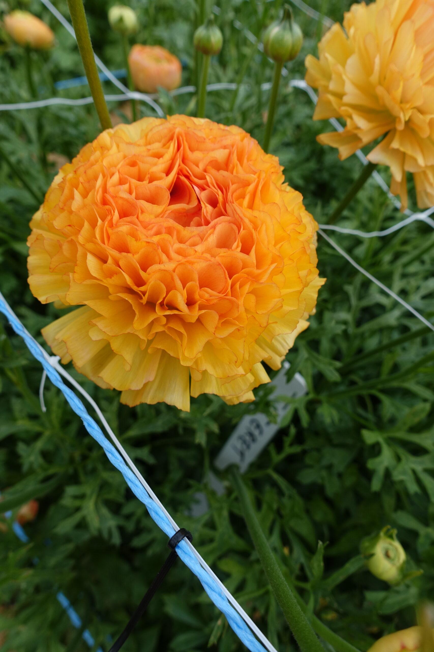 Ranunculus Romance Ceret 02
