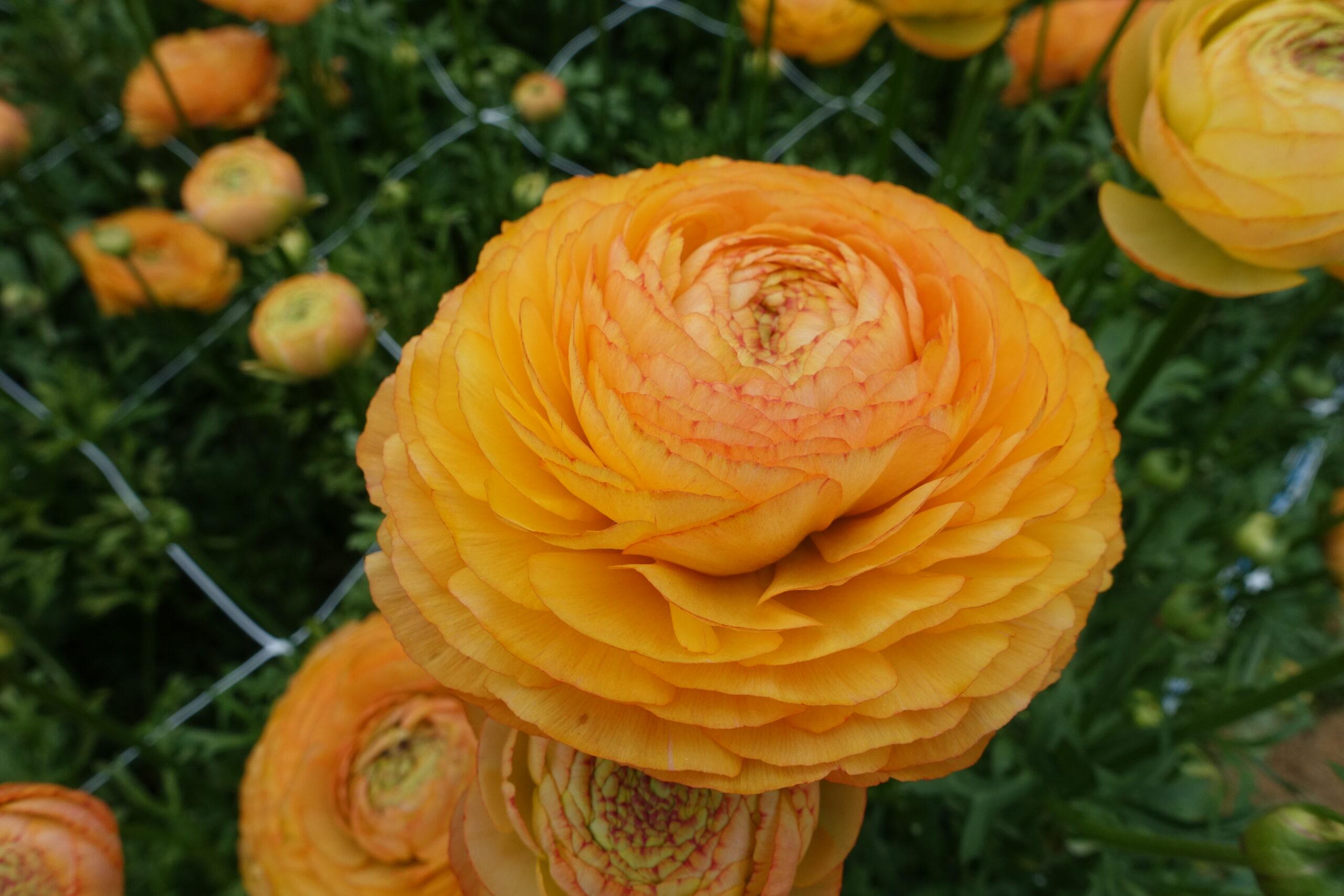 Ranunculus Romance Ceret 08