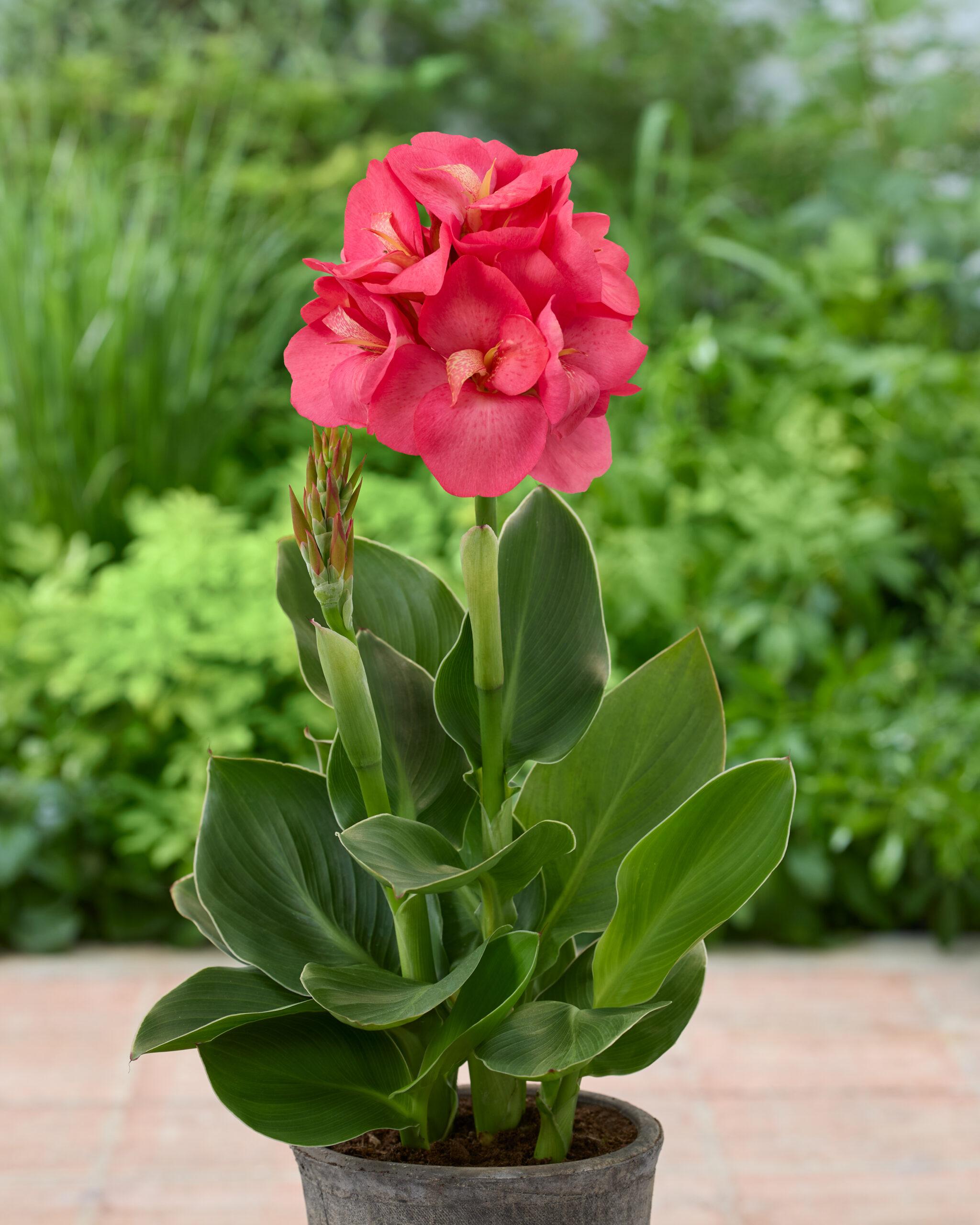 peony_green_works