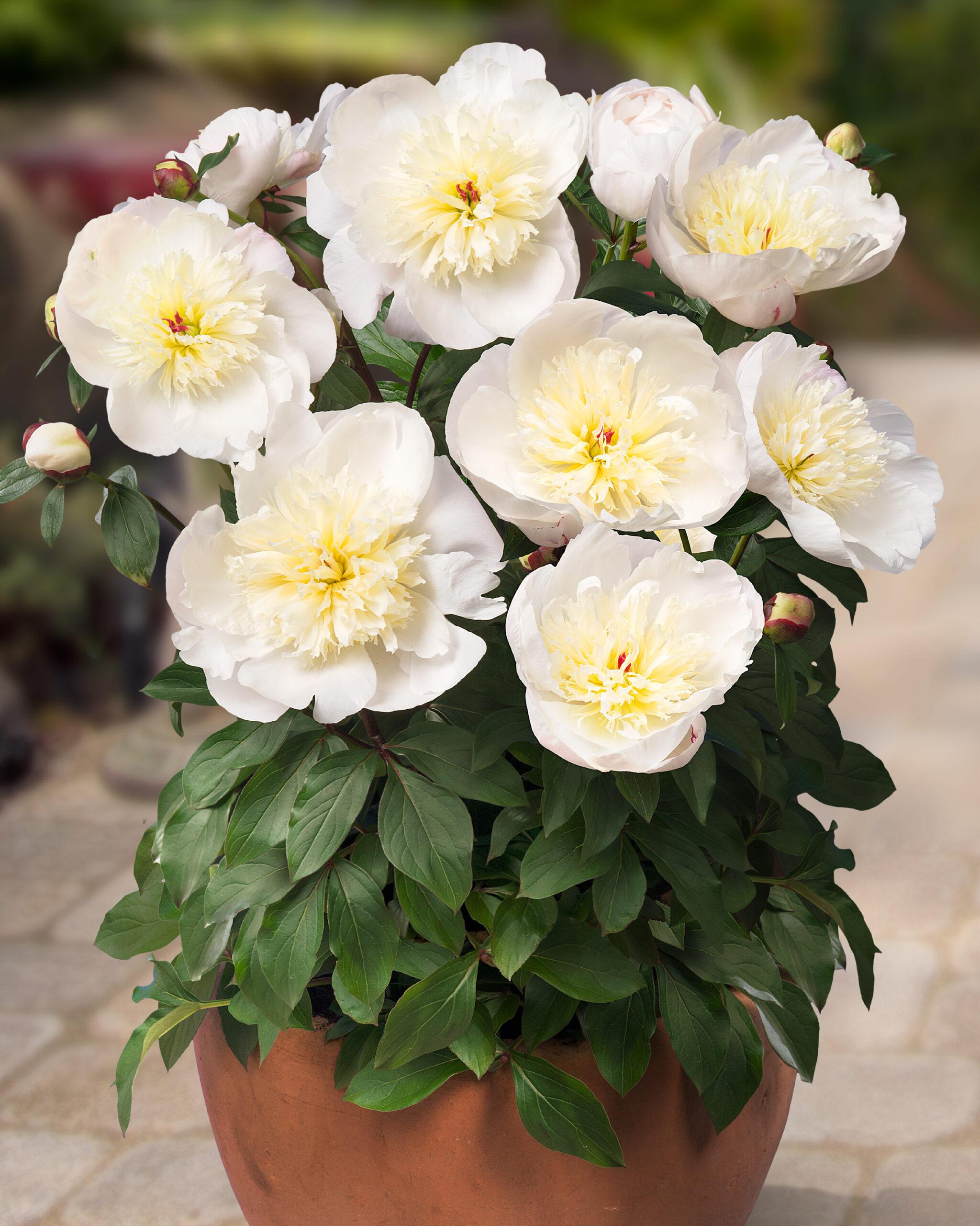 peony_green_works