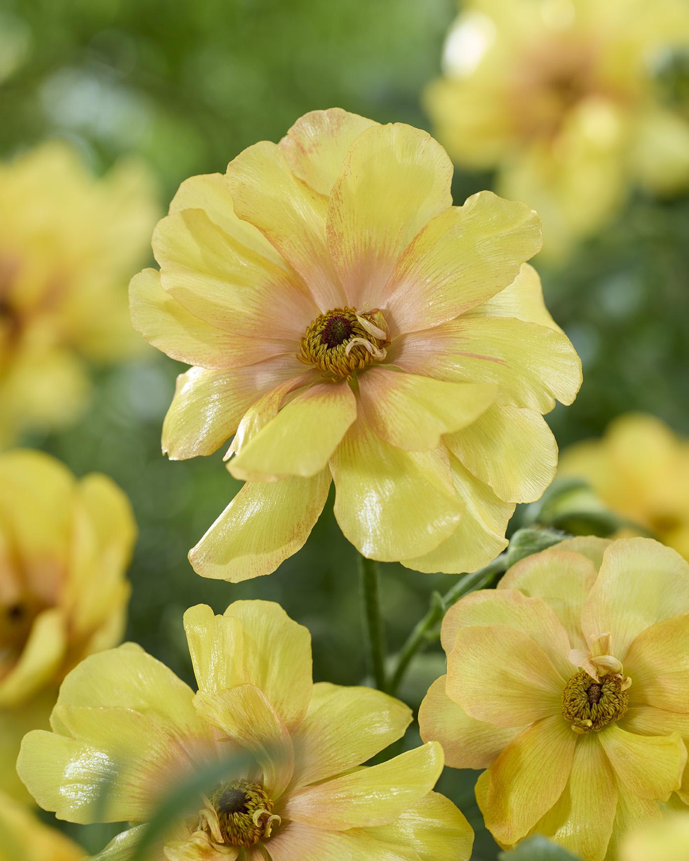 ranunculus_dione_green_works