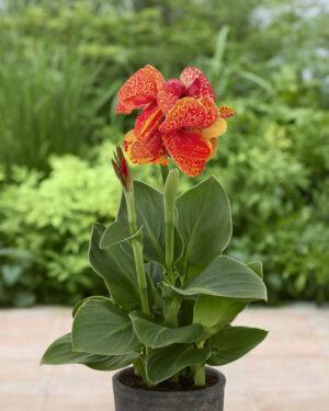 CannaSun™ Leopard Lily™