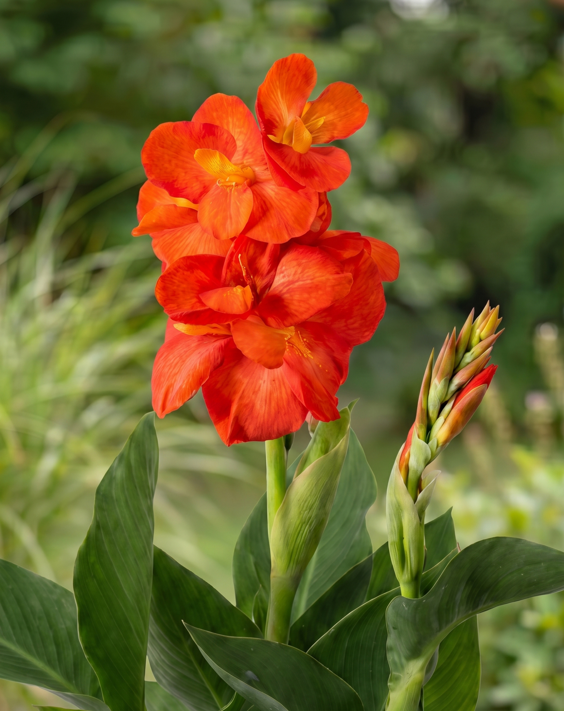 canna Adriana cu 1