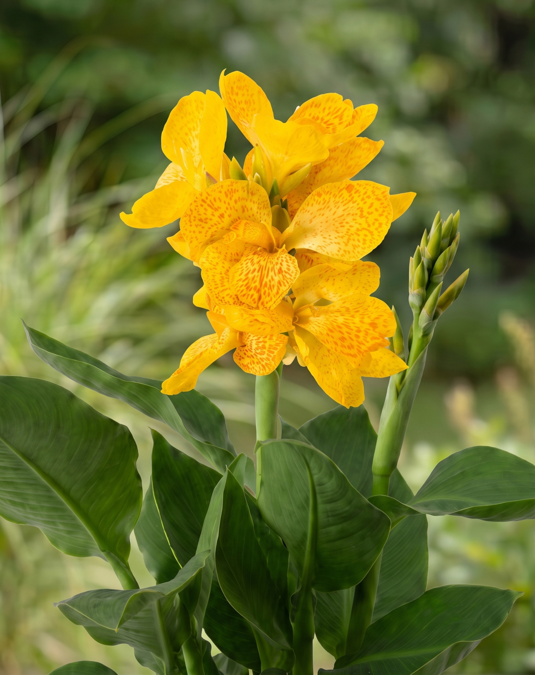 canna amalia cu 1