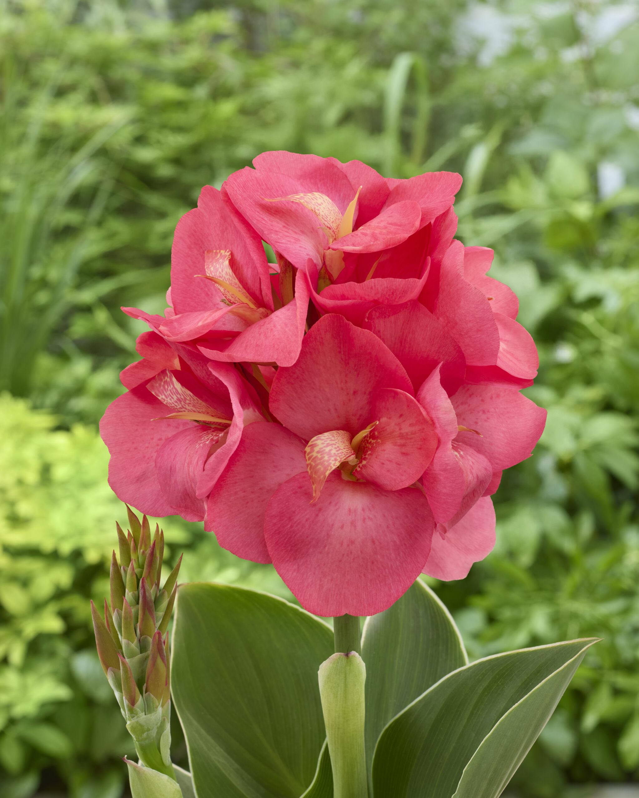Canna 2522