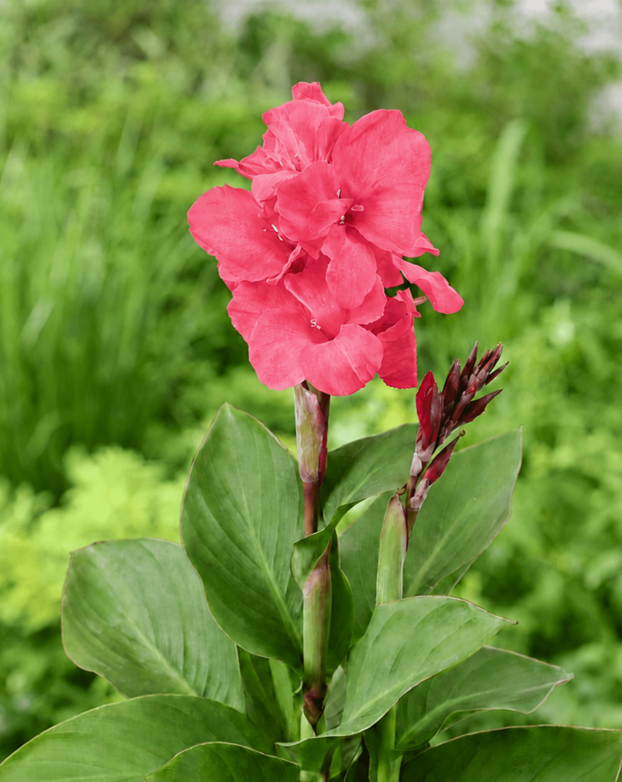 Cannasun Diana (4)