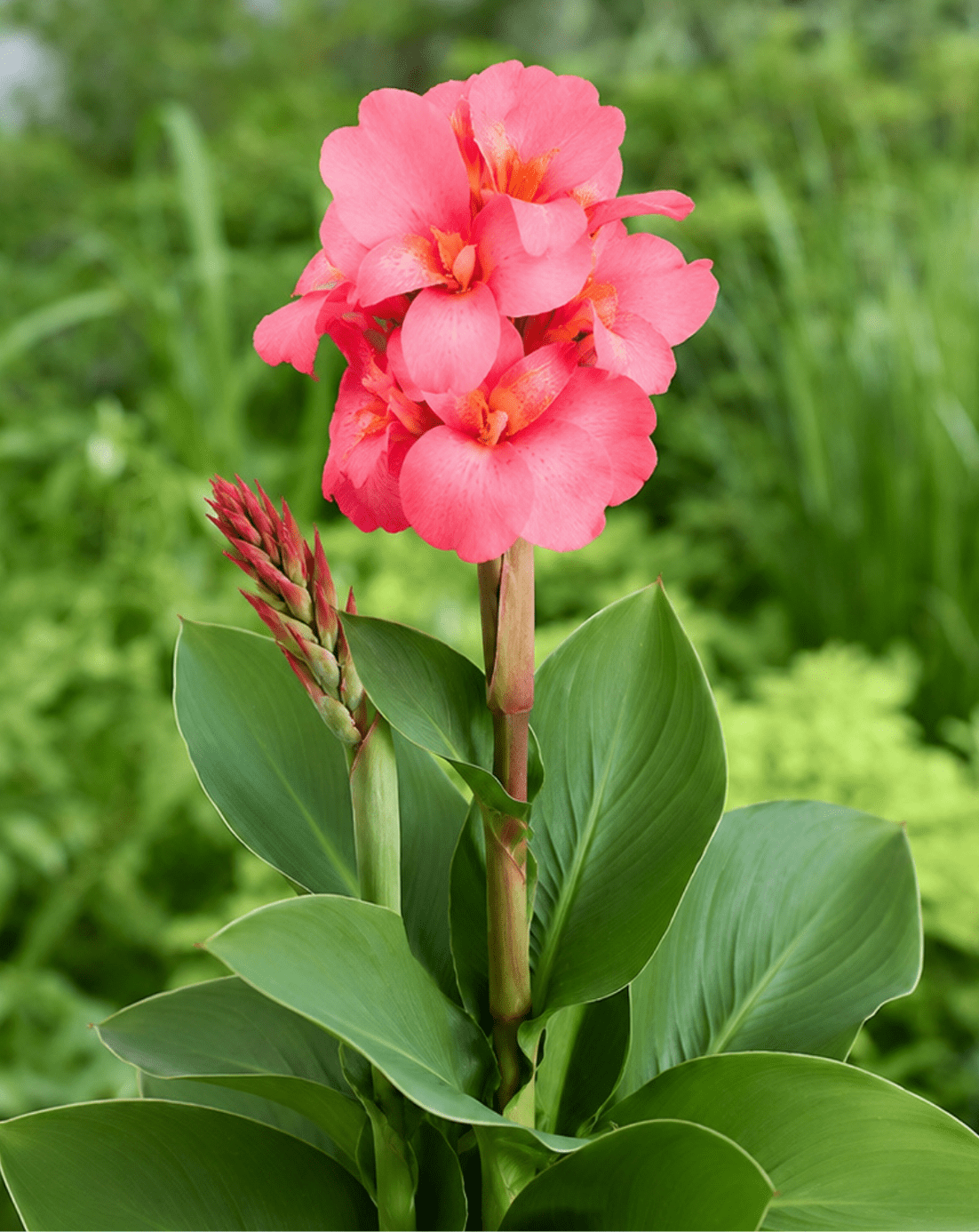 Cannasun Diana CU